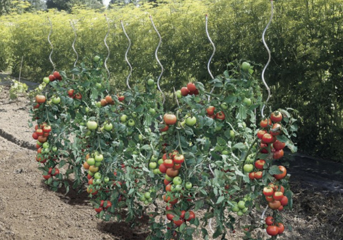 Tuteur pour tomate en métal torsadé dans un jardin